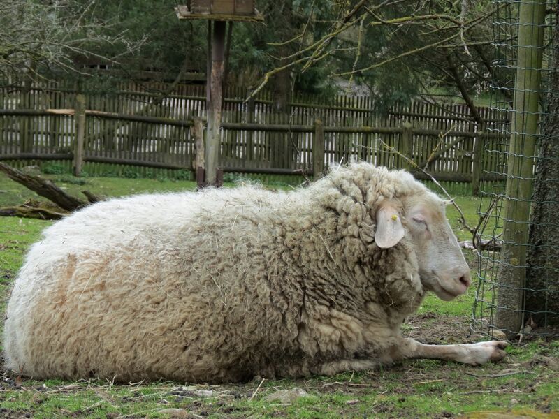 File:Ovis aries 04.jpg