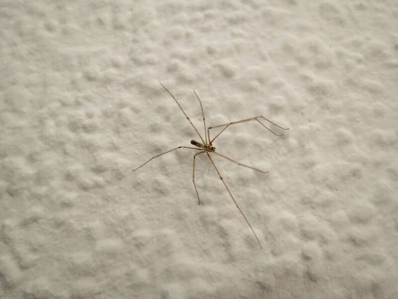 File:Pholcus phalangioides 09.jpg