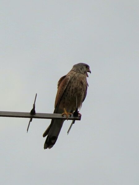 File:Falco tinnunculus 07.jpg