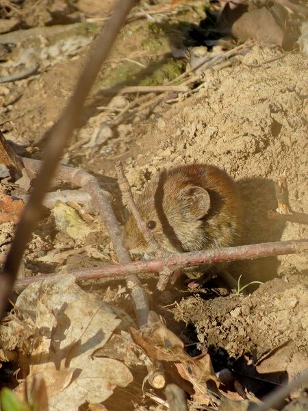 File:Clethrionomys glareolus 02.jpg