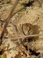 in brown dirt 02