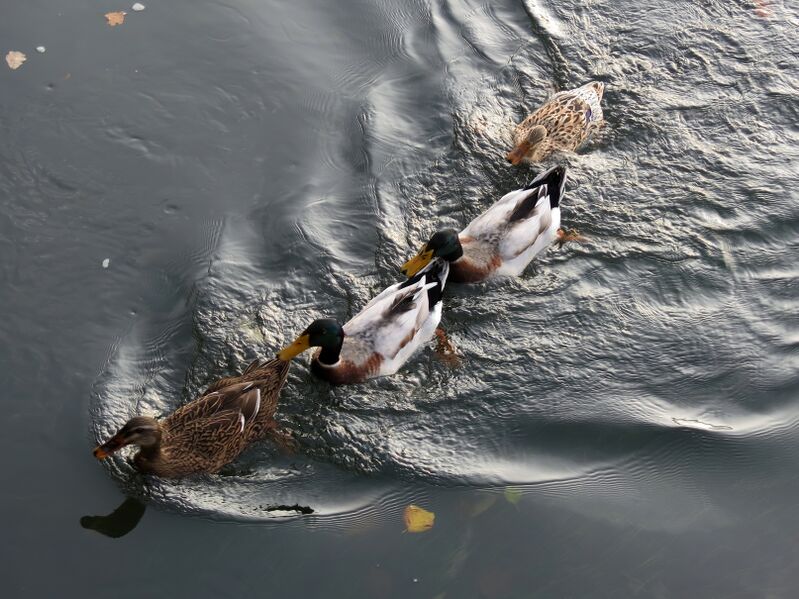 File:Anas platyrhynchos 11.jpg