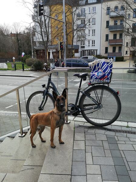 File:Canis familiaris 14.jpg