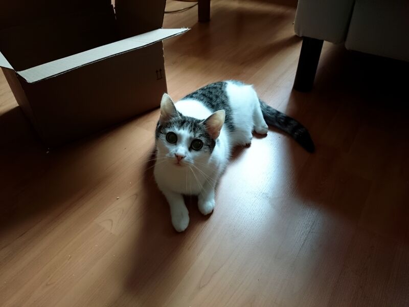 File:Felis catus 22.jpg