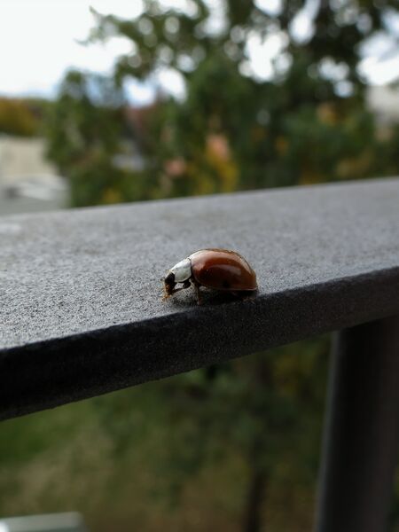 File:Harmonia axyridis 01.jpg