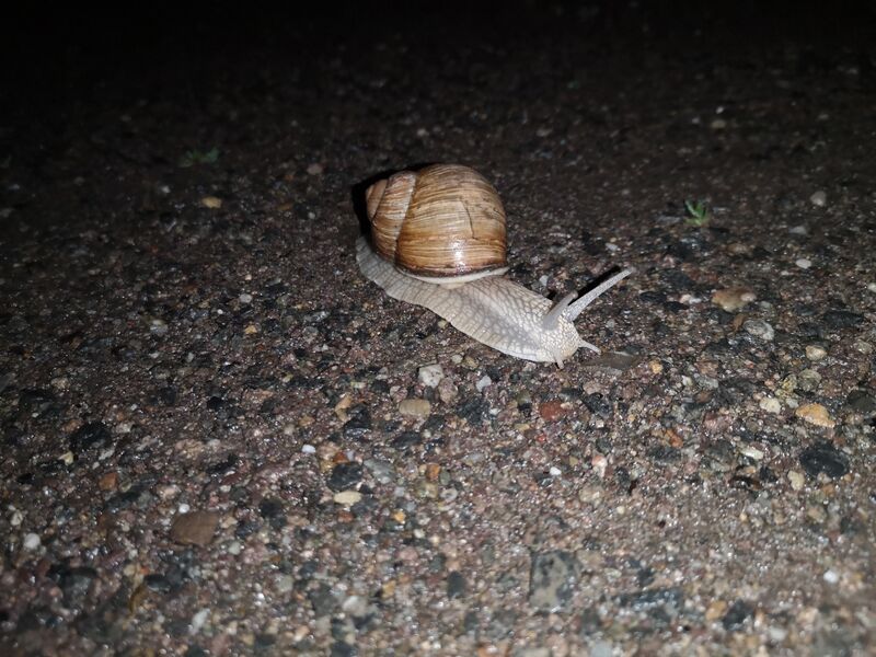 File:Helix pomatia 01.jpg