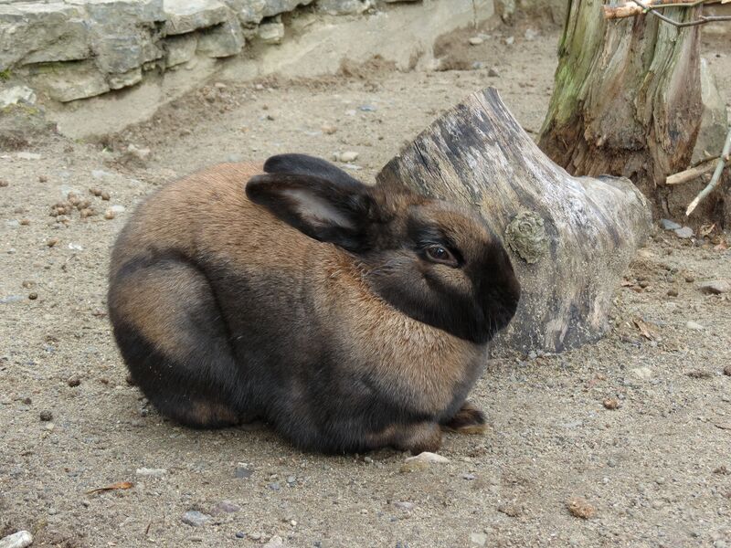 File:Oryctolagus cuniculus 06.jpg