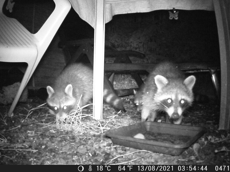 File:Procyon lotor 04.jpg