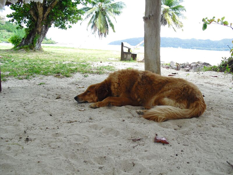 File:Canis familiaris 08.jpg