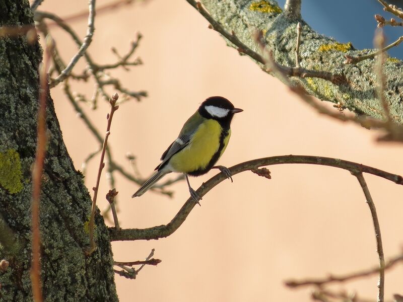 File:Parus major 02.jpg
