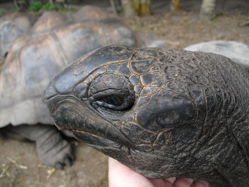 File:Aldabrachelys gigantea 05.jpg