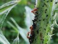 ants herding aphids 08