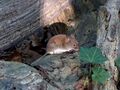 on a log 01