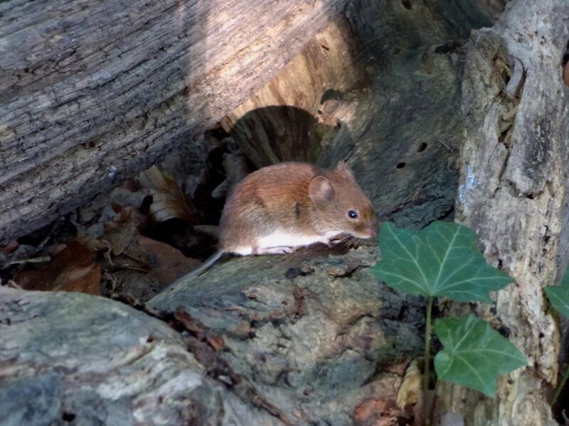 File:Clethrionomys glareolus 08.jpg