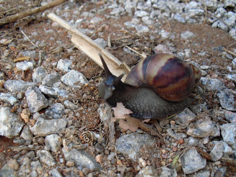 File:Lissachatina fulica 02.jpg