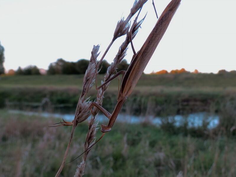 File:Mantis religiosa 08.jpg