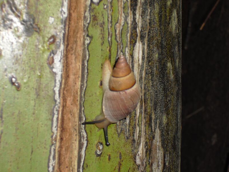 File:Nesiocerastus praslinus 01.jpg