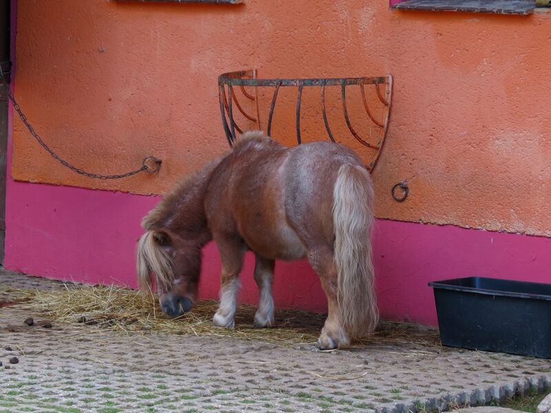 File:Equus caballus 01.jpg