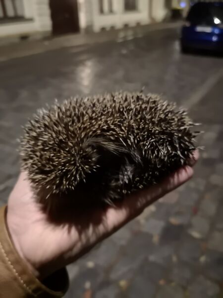 File:Erinaceus europaeus 06.jpg
