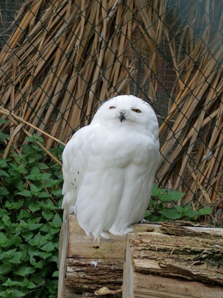 File:Bubo scandiacus 06.jpg