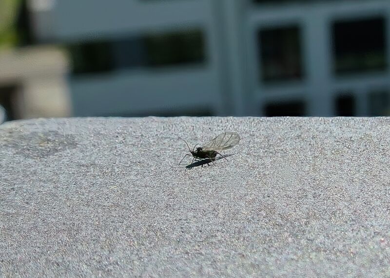 File:Aphidoidea 23.jpg