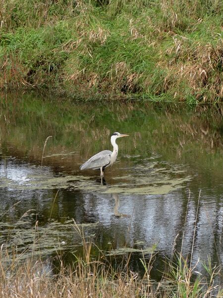 File:Ardea cinerea 03.jpg