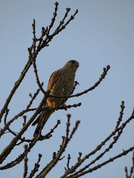 File:Falco tinnunculus 03.jpg