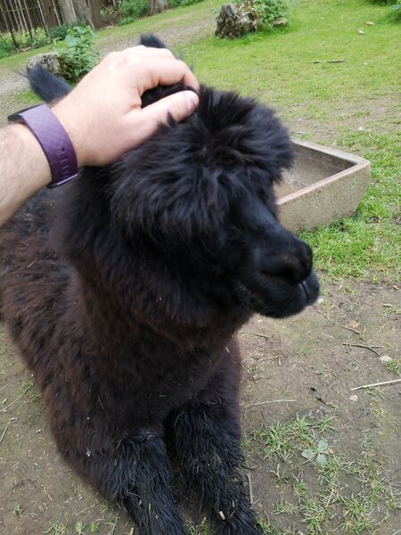 File:Lama pacos 06.jpg