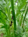 ants herding aphids 07