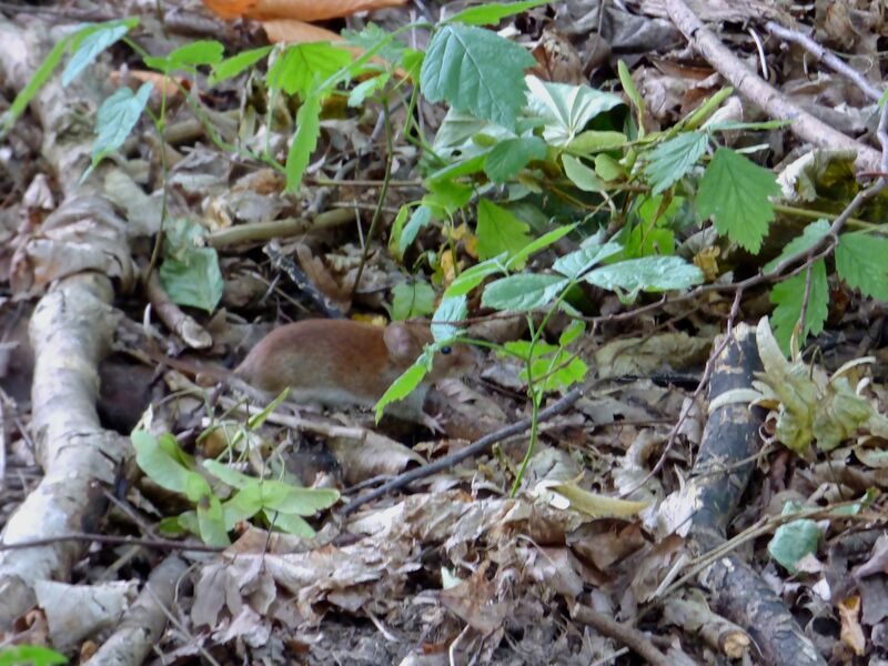 File:Clethrionomys glareolus 03.jpg