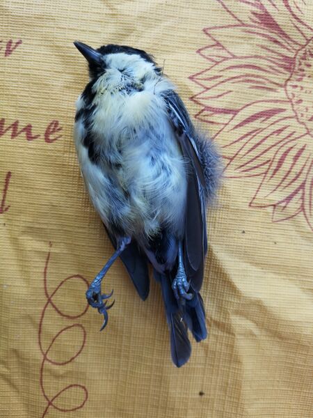 File:Parus major 01.jpg
