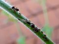 ants herding aphids 04
