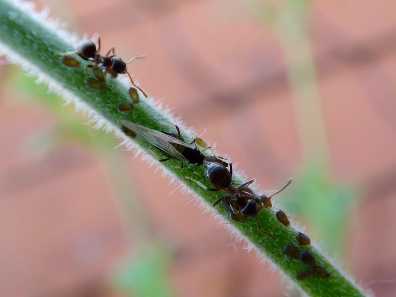 File:Aphidoidea 34.jpg