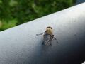 on railing 03