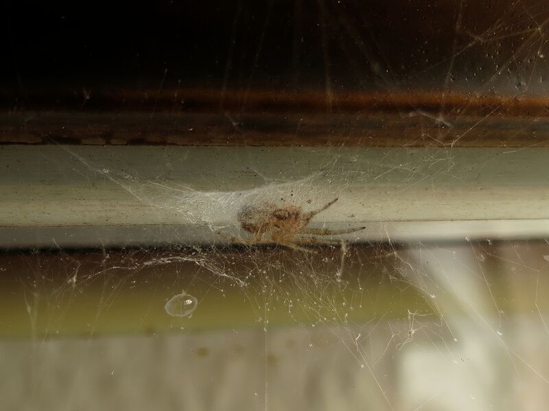 File:Zygiella x-notata 05.jpg