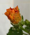 green on flower 01