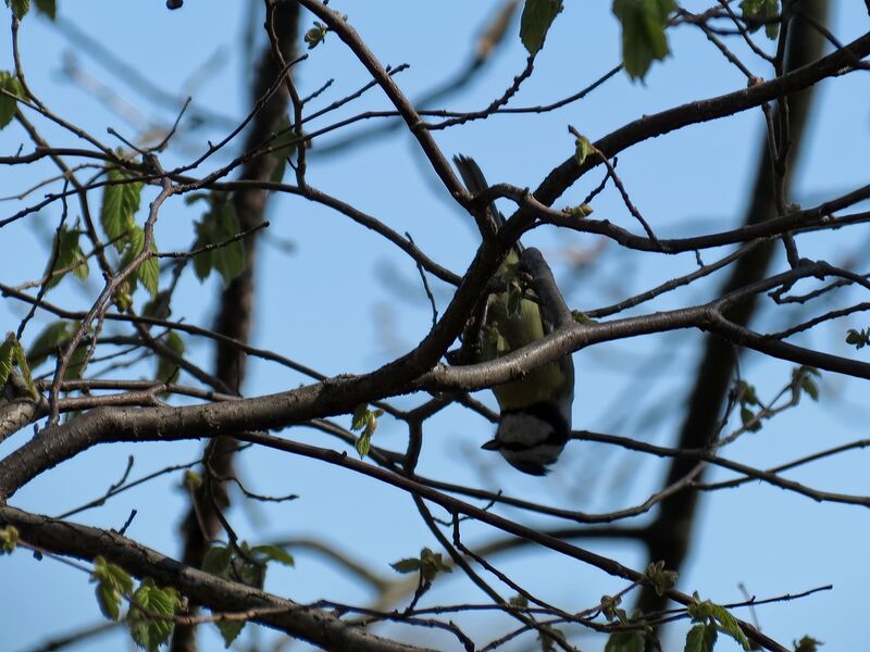 File:Cyanistes caeruleus 09.jpg