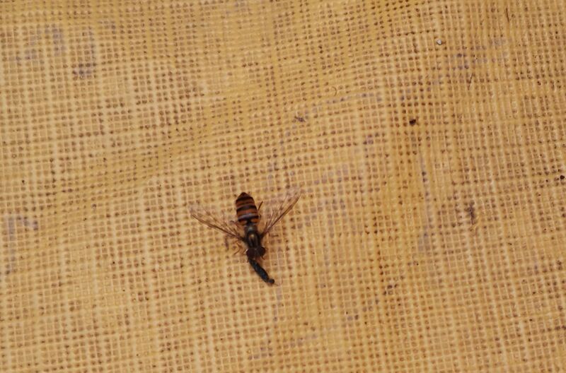 File:Episyrphus balteatus 14.jpg