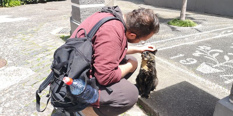 File:Felis catus 08.jpg