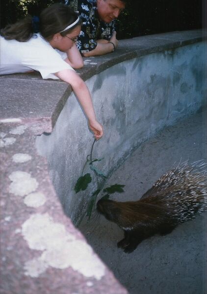 File:Hystrix africaeaustralis 02.jpg