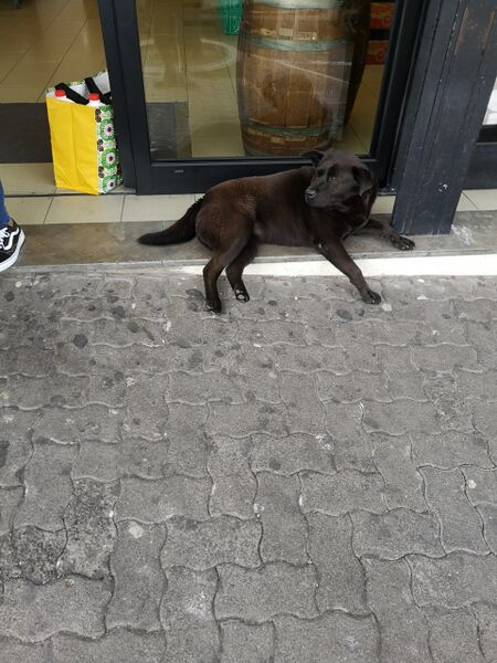 File:Canis familiaris 02.jpg