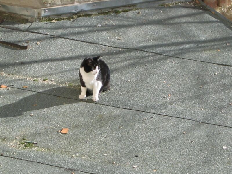 File:Felis catus 04.jpg