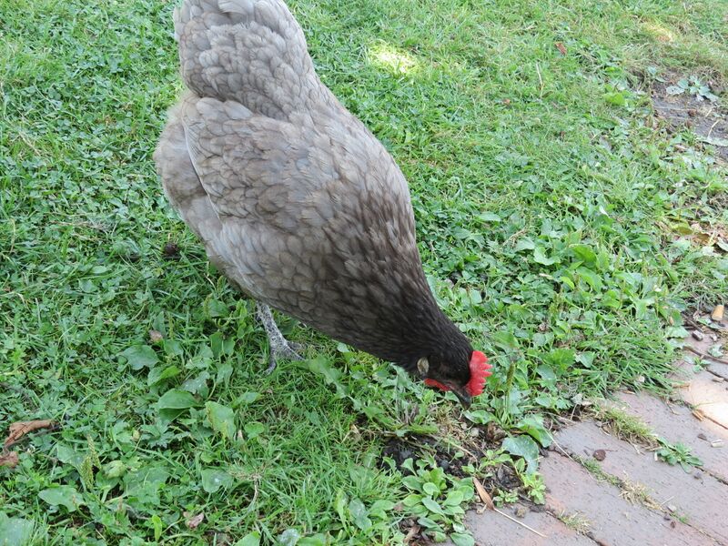 File:Gallus gallus 17.jpg