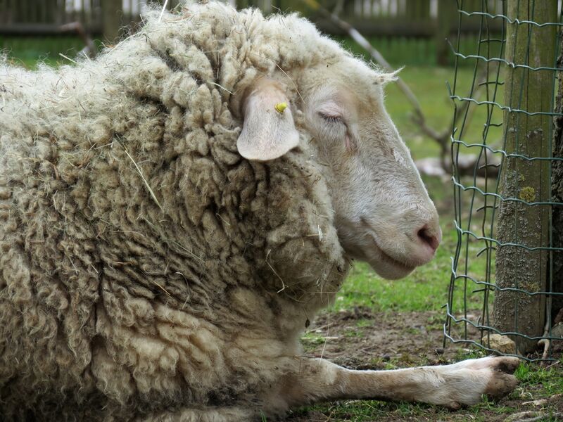 File:Ovis aries 05.jpg