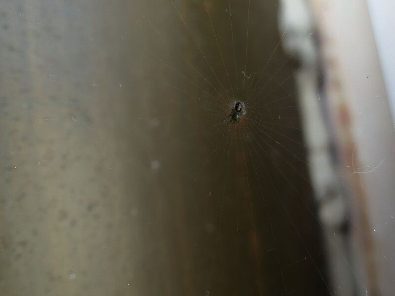 File:Zygiella x-notata 11.jpg