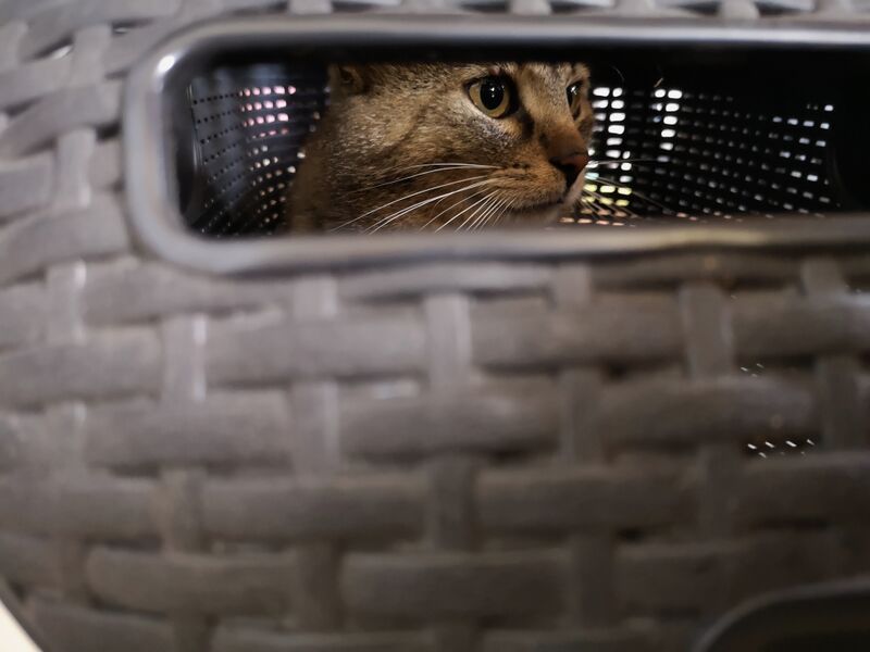 File:Felis catus 29.jpg