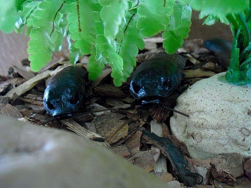 File:Gromphadorhina portentosa 05.jpg