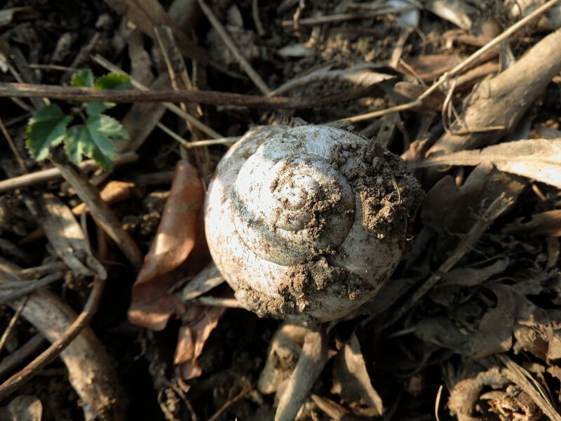 File:Helix pomatia 09.jpg