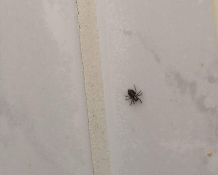 File:Pseudeuophrys lanigera 02.jpg