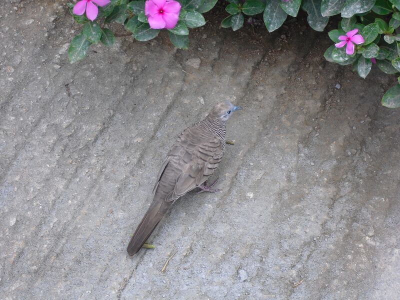 File:Geopelia striata 03.jpg